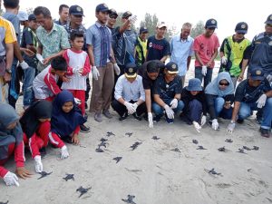 TNI AL Simeulue Lepasliarkan Tukik Penyu Belimbing di Pantai Along Bersama Pj. Bupati Simeulue