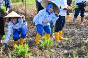 Dukung Ketahanan Pangan, Lantamal XII Tanam Padi Di Lahan Ketahanan Pangan Mako Lantamal XII