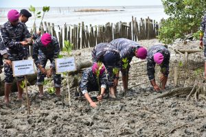 Lantamal XII Bersama Satgas Operasi Trisila 2023 Tanam Mangrove di Desa Sungai Bakau Besar Laut