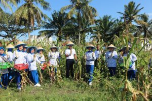 Ikuti Panen Raya Jagung, Danlanal Bengkulu Himbau Manfaatkan Lahan Terlantar