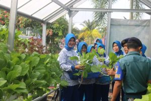 Ketua Jalasenastri Cabang 4 Korcab II DJA I Pimpin Panen Pakcoy di Lahan Ketahanan Pangan Lanal Bengkulu