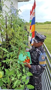 Babinpotmar Lanal Simeulue Laksanakan Pembinaan Kepada Warga Tentang Manfaat Bercocok Tanam di Lahan Sempit