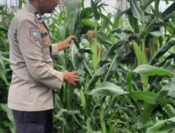 Perawatan Kebun Jagung Sebagai Ketahanan Pangan Polsek Metro Tanah