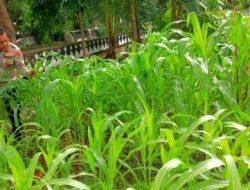 Perawatan Lahan Ketahanan Pangan Tanaman Jagung Polsek Cempaka Putih