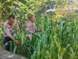 Polsek Cempaka Putih Rawat Lahan Ketahanan Pangan, Tanaman Jagung
