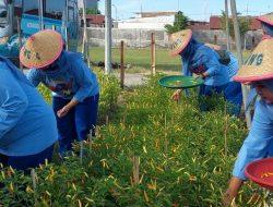 DUKUNG PROGRAM KETAHANAN PANGAN, SATLINLAMIL 3 PANEN SAYURAN DAN HASIL TERNAK