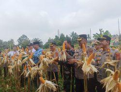 Program Gugus Tugas Ketahanan Pangan Polda Jambi Sukses Panen Jagung di 6 Polres