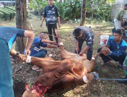 Pangkalan TNI AL Bandung Laksanakan Penyembelihan dan Penyaluran Daging Hewan Kurban Kepada Personel Lanal Bandung 