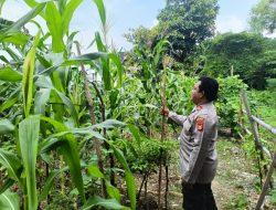 Bhabinkamtibmas Cek Lahan Ketahanan Pangan di Sawah Besar, Upaya Wujudkan Ketahanan Pangan Mandiri