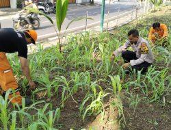 Jaga Ketahanan Pangan, Polsek Cempaka Putih Rawat Tanaman Jagung Tahap II