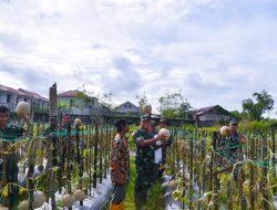 Dandim 1710/Mimika Tinjau Ketahanan Pangan Di Lahan Percontohan Petani Binaan