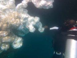 Aksi Cepat Lanal Tual Selamatkan KM. Labobar Yang Alami Kendala Propellershaft Terbelit Tali