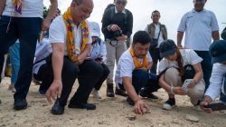 Pelepasliaran Tukik Penyu Sisik di Pulau Bidadari: “Seribu Tukik Sejuta Harapan