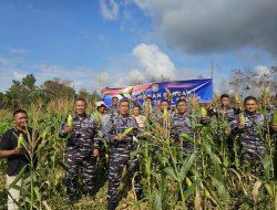 Panen Jagung Lanal Bintan Dalam Mendukung Ketahanan Pangan
